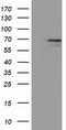 Membrane Palmitoylated Protein 3 antibody, CF501305, Origene, Western Blot image 