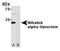 Synuclein Alpha antibody, TA336747, Origene, Western Blot image 