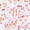 Cell division cycle protein 16 homolog antibody, LS-C354590, Lifespan Biosciences, Immunohistochemistry frozen image 