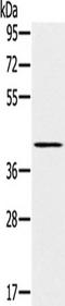 Solute Carrier Family 14 Member 1 (Kidd Blood Group) antibody, TA351674, Origene, Western Blot image 