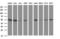 CUE domain-containing protein 2 antibody, LS-C337044, Lifespan Biosciences, Western Blot image 