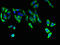 Fatty Acyl-CoA Reductase 2 antibody, LS-C399625, Lifespan Biosciences, Immunofluorescence image 
