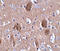 Cell Death Inducing P53 Target 1 antibody, 5059, ProSci, Immunohistochemistry frozen image 
