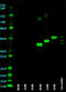 4R Tau antibody, 823702, BioLegend, Western Blot image 