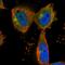 Kelch Like Family Member 20 antibody, HPA025034, Atlas Antibodies, Immunofluorescence image 