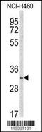DT-diaphorase antibody, TA324929, Origene, Western Blot image 