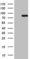 Heat Shock Transcription Factor 2 antibody, TA807487S, Origene, Western Blot image 
