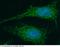 Lumican antibody, 11640-R077, Sino Biological, Immunohistochemistry frozen image 