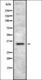 Docking Protein 5 antibody, orb337447, Biorbyt, Western Blot image 