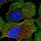 Corin, Serine Peptidase antibody, HPA070941, Atlas Antibodies, Immunofluorescence image 