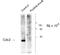 Cyclin Dependent Kinase 1 antibody, NB500-142, Novus Biologicals, Western Blot image 