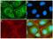 Matrix Metallopeptidase 16 antibody, 701306, Invitrogen Antibodies, Immunofluorescence image 