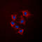 Collagen alpha-5(IV) chain antibody, LS-C353940, Lifespan Biosciences, Immunofluorescence image 