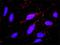 Fizzy And Cell Division Cycle 20 Related 1 antibody, H00051343-M02, Novus Biologicals, Proximity Ligation Assay image 