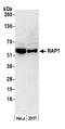 hRap1 antibody, A300-306A, Bethyl Labs, Western Blot image 