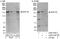 Nucleolar Protein 8 antibody, A302-722A, Bethyl Labs, Immunoprecipitation image 