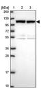 Zinc Finger CCCH-Type Containing, Antiviral 1 antibody, NBP1-92607, Novus Biologicals, Western Blot image 