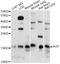 VP antibody, A1725, ABclonal Technology, Western Blot image 