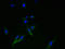 Small Integral Membrane Protein 14 antibody, LS-C379190, Lifespan Biosciences, Immunofluorescence image 