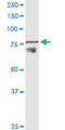 Disintegrin and metalloproteinase domain-containing protein 11 antibody, LS-C197664, Lifespan Biosciences, Western Blot image 