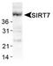 Sirtuin 7 antibody, TA309860, Origene, Western Blot image 