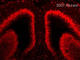 BrdU antibody, ab6326, Abcam, Immunohistochemistry frozen image 