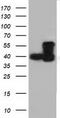 Cytoplasmic dynein 1 light intermediate chain 1 antibody, TA501510, Origene, Western Blot image 
