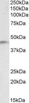 NDRG Family Member 2 antibody, EB10793, Everest Biotech, Western Blot image 