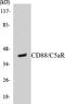 Complement C5a Receptor 1 antibody, EKC1103, Boster Biological Technology, Western Blot image 