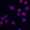 Serine And Arginine Rich Splicing Factor 3 antibody, 8179, ProSci Inc, Immunofluorescence image 