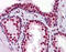 RUNX Family Transcription Factor 2 antibody, 51-436, ProSci, Immunohistochemistry frozen image 