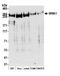 WNK1 antibody, A301-515A, Bethyl Labs, Western Blot image 