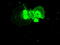 Serine/threonine-protein kinase Nek6 antibody, TA500511, Origene, Immunofluorescence image 
