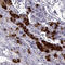 Neuronal Pentraxin 2 antibody, HPA049799, Atlas Antibodies, Immunohistochemistry frozen image 