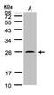 pVHL antibody, PA5-27322, Invitrogen Antibodies, Western Blot image 