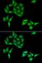 Cyclin-C antibody, LS-C335686, Lifespan Biosciences, Immunofluorescence image 