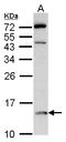 D-Dopachrome Tautomerase antibody, LS-C185433, Lifespan Biosciences, Western Blot image 
