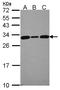 Calcyclin Binding Protein antibody, LS-C186409, Lifespan Biosciences, Western Blot image 