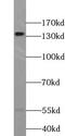 Transcriptional Regulating Factor 1 antibody, FNab08962, FineTest, Western Blot image 