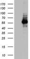 NGFI-A Binding Protein 1 antibody, LS-C789819, Lifespan Biosciences, Western Blot image 