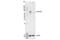 p65 antibody, 4764S, Cell Signaling Technology, Western Blot image 