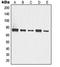 Tumor Protein P63 antibody, orb214808, Biorbyt, Western Blot image 