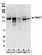 RNA Binding Motif Protein 27 antibody, NB100-60426, Novus Biologicals, Western Blot image 