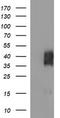 B And T Lymphocyte Associated antibody, TA505685S, Origene, Western Blot image 