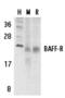 CD268 antibody, AHP954, Bio-Rad (formerly AbD Serotec) , Western Blot image 