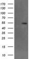 Makorin Ring Finger Protein 1 antibody, NBP2-45816, Novus Biologicals, Western Blot image 
