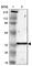 Glutathione S-Transferase Theta 2 (Gene/Pseudogene) antibody, HPA000750, Atlas Antibodies, Western Blot image 