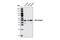 Egl-9 Family Hypoxia Inducible Factor 1 antibody, 3293S, Cell Signaling Technology, Western Blot image 