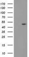 Docking Protein 2 antibody, TA503303S, Origene, Western Blot image 