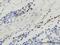 Podoplanin antibody, NB600-1015, Novus Biologicals, Immunohistochemistry frozen image 